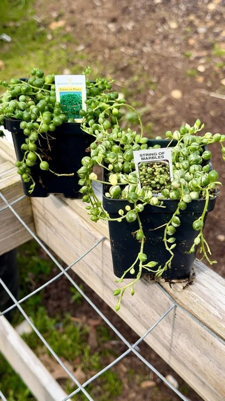 Trailing succulent plants in nursery pots