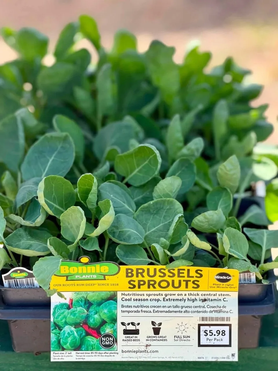 Brussels sprout plant starts with plant tag
