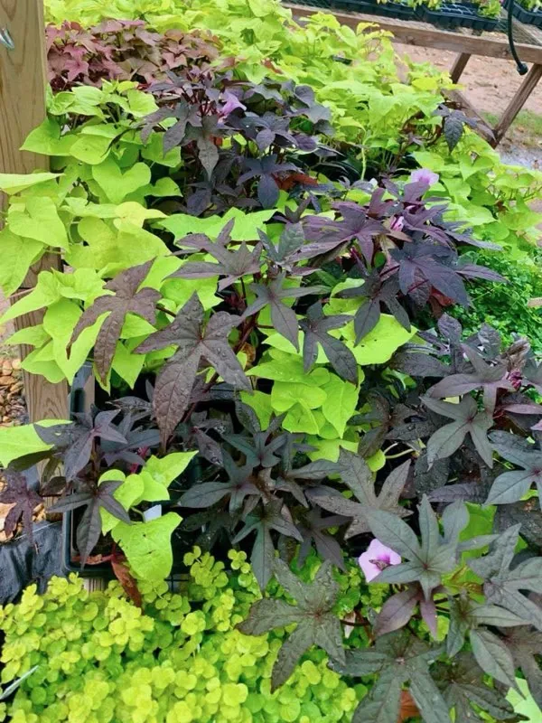 Colorful chartreuse and dark purple sweet potato vine foliage