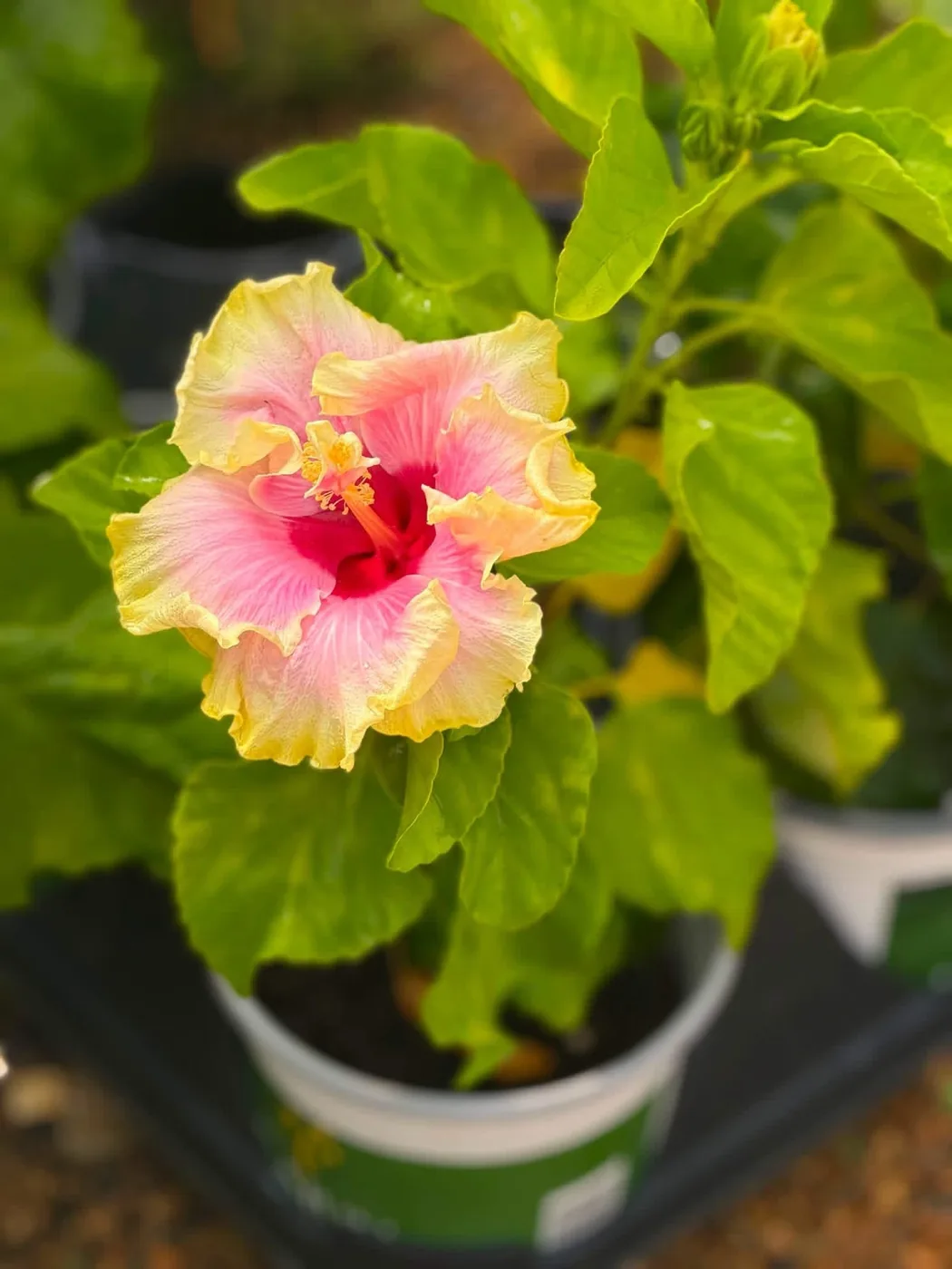 Pink and yellow hibiscus bloom at The Garden Center