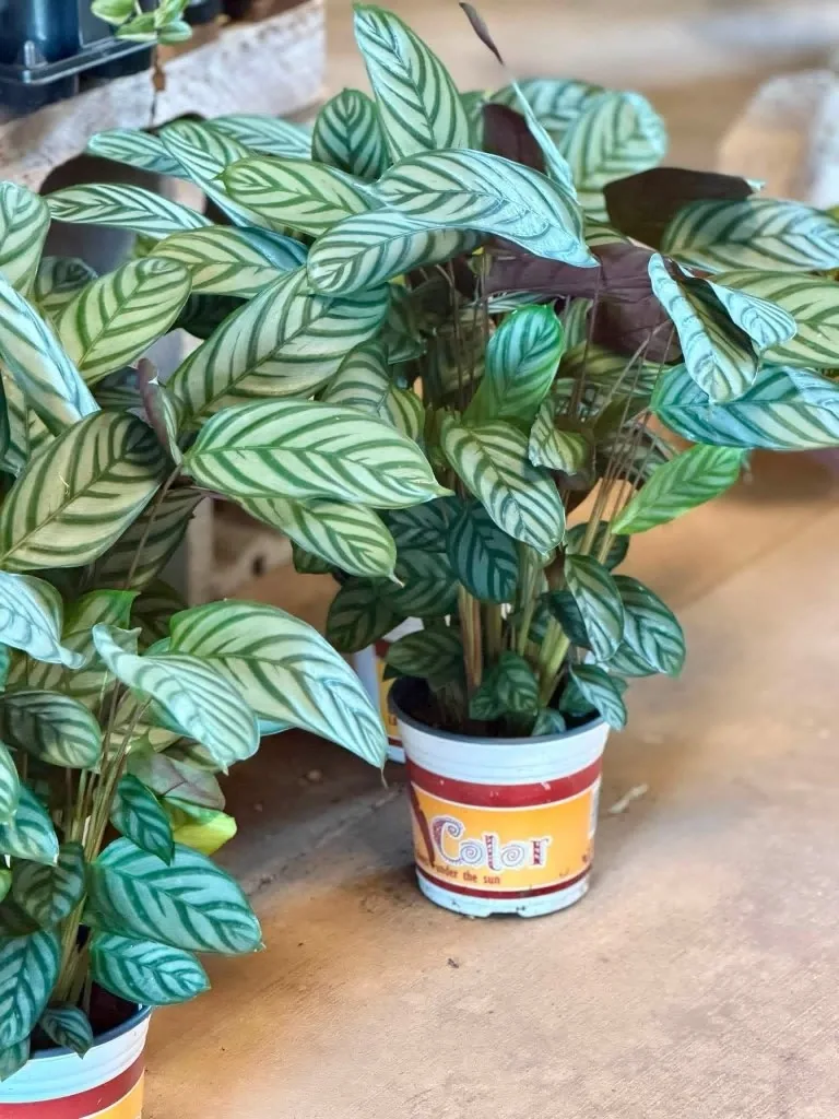 Patterned tropical foliage plant in nursery pots