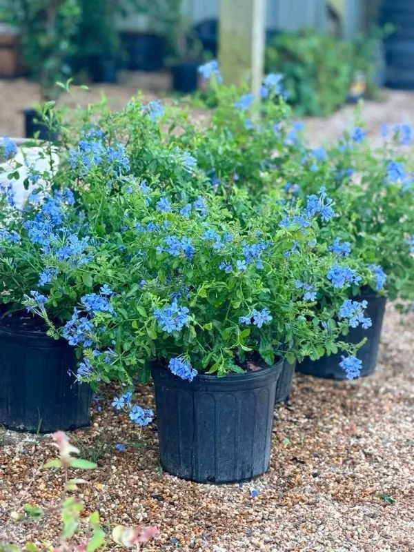 Blue flowering plant in a black nursery pot