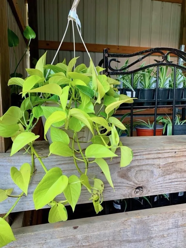 Hanging green foliage plant in a nursery pot