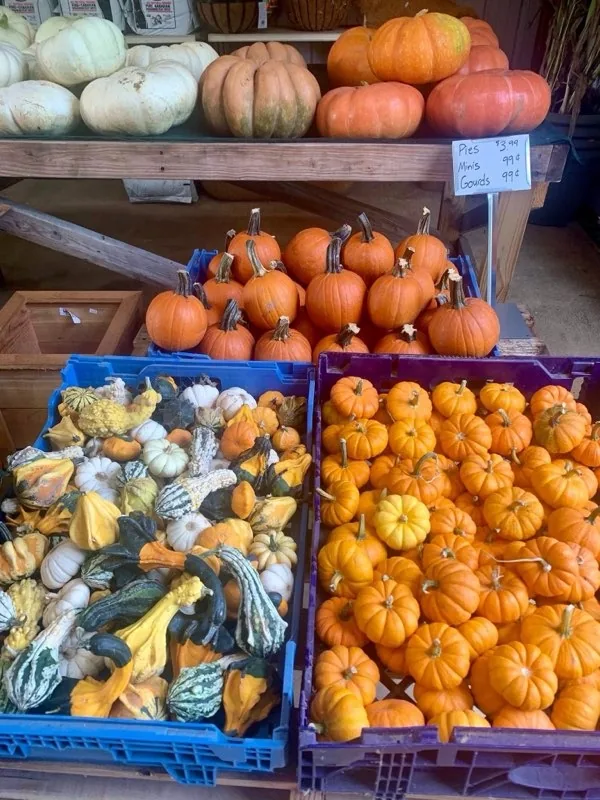 Pumpkins and gourds on display