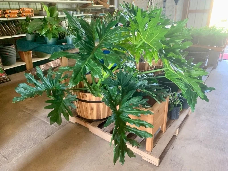 Tropical foliage plants displayed on wooden tables inside The Garden Center